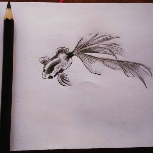 ָ